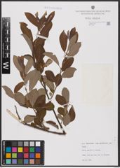 Foto von Salix aurita L. x Salix cinerea L.